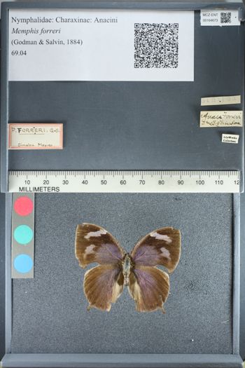 Media type: image;   Entomology 164673